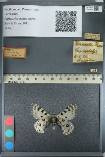 Media type: image;   Entomology 174625
